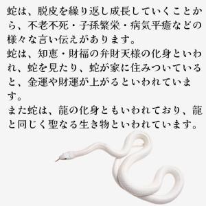 風水 白蛇 置物 へび 弁財天 かわいい白蛇の...の詳細画像2
