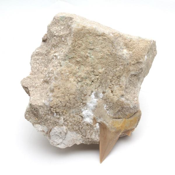 サメの歯化石　母岩付（オトドゥス）No.16