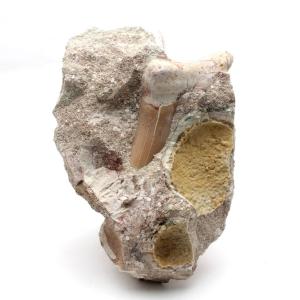 サメの歯化石 母岩付（オトドゥス）No.28 : 海洋工房 - 通販 - Yahoo