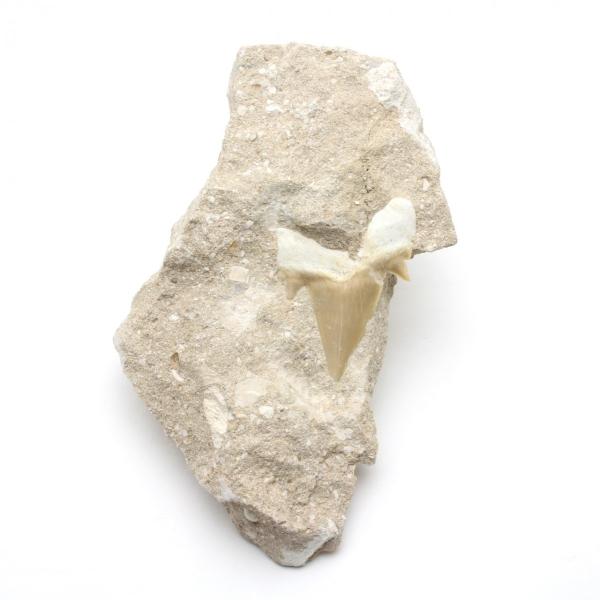 サメの歯化石　母岩付（オトドゥス）No.20