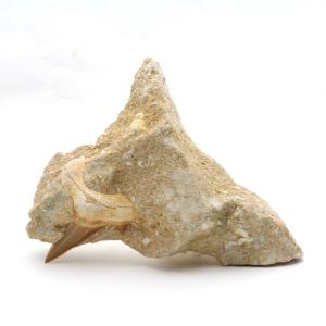 サメの歯化石　母岩付（オトドゥス）No.23｜kaiyokobo