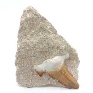 サメの歯化石　母岩付（オトドゥス）No.28｜kaiyokobo