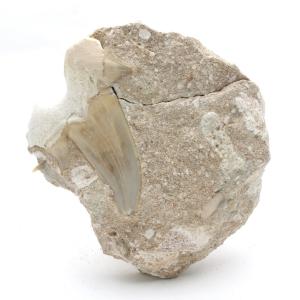 美麗！！　バシロサウルスの母岩付き歯化石　約50mm サメの歯化石 母岩付（オトドゥス）No.29 : 海洋工房 - 通販