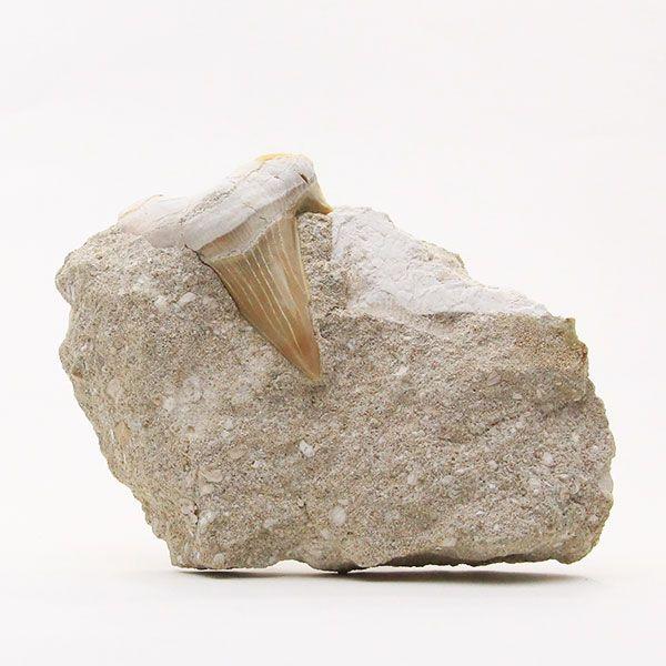 サメの歯化石　母岩付（オトドゥス）No.5