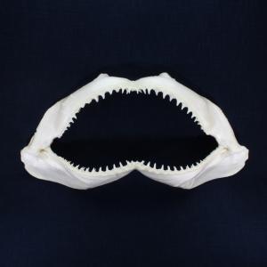 サメの顎（カマストガリザメ）顎骨標本　ブラックチップシャーク　Blacktip Shark　No.13｜kaiyokobo
