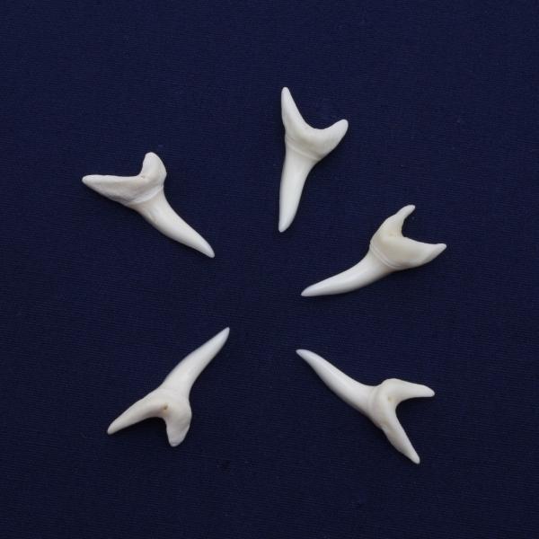 アオザメの歯（SSサイズ）前歯　Shortfin mako shark　tooth　サメの歯1個　約...
