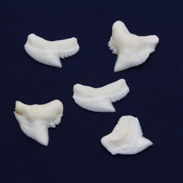 イタチザメの歯（Sサイズ）　Tiger Shark tooth　サメの歯1個　約1.0〜1.5cm