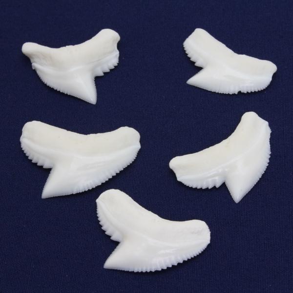 イタチザメの歯（Mサイズ）　Tiger Shark tooth　サメの歯1個　約1.5〜2.0cm