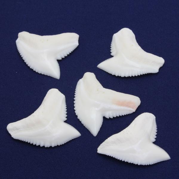 イタチザメの歯（Lサイズ）　Tiger Shark tooth　サメの歯1個　約2.5〜3.0cm