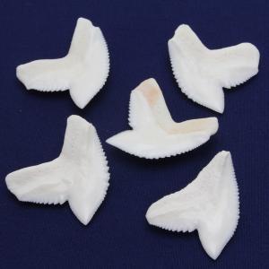 イタチザメの歯(Lサイズ)約2.5〜3.0cm...の詳細画像1