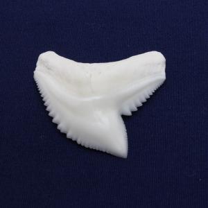 イタチザメの歯(Lサイズ)約2.5〜3.0cm...の詳細画像2