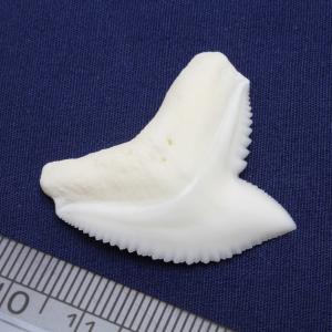 イタチザメの歯(Lサイズ)約2.5〜3.0cm...の詳細画像3
