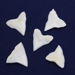 オオメジロザメの歯(Lサイズ)上歯 約2.0c...の詳細画像1