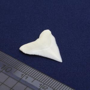 オオメジロザメの歯(Lサイズ)上歯 約2.0c...の詳細画像3