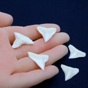 オオメジロザメの歯(Lサイズ)上歯 約2.0c...の詳細画像4