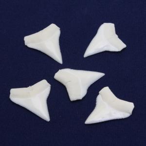 イタチザメの歯（Mサイズ） Tiger Shark tooth サメの歯1個 約1.5〜2.0