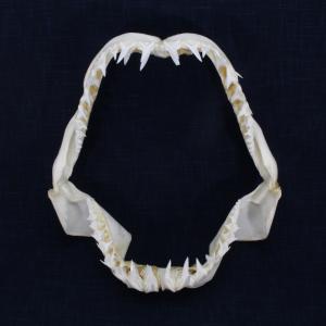 海洋工房 サメの顎 顎骨標本 Yahoo ショッピング