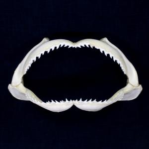 サメの顎（シロシュモクザメ）顎骨標本　スムース・ハンマーヘッド・シャーク　Smooth Hammerhead Shark　No.15｜kaiyokobo