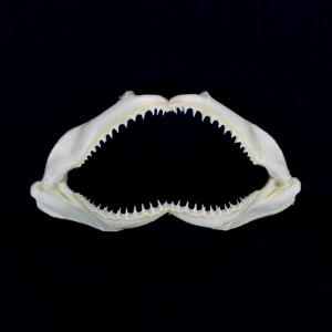 アオザメの歯（Sサイズ）奥歯 Shortfin mako shark tooth サメの歯1個