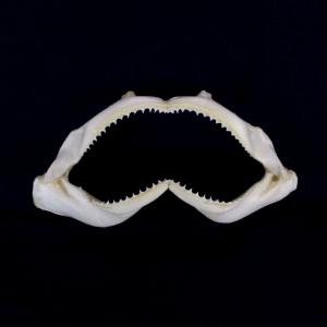 オオメジロザメ 鮫 サメ 歯 顎 アゴ 骨格標本 サメの顎（メジロザメ科）顎骨標本 Sサイズ お土産 ディスプレイ