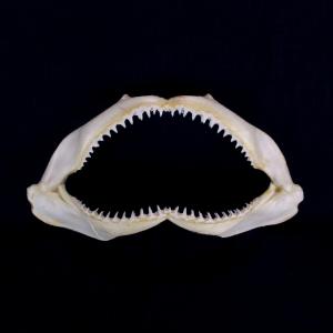 サメの顎（カマストガリザメ）顎骨標本　ブラックチップシャーク　Blacktip Shark　No.25｜kaiyokobo