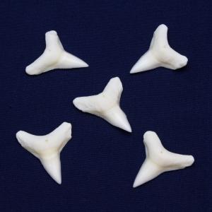 オオメジロザメの歯　下歯　Bull Shark tooth　サメの歯1個　約2.0cm｜kaiyokobo