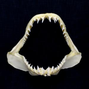 【希少】サメの歯、骨格 サメ歯オブジェ標本