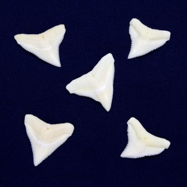 オオメジロザメの歯（Mサイズ）上歯　Bull Shark tooth　サメの歯1個　約1.0〜1.5...