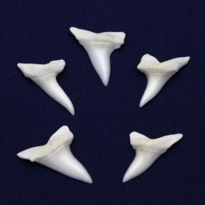 アオザメの歯 5個セット Shortfin mako shark tooth　サメの歯 約1.5〜2.0cm｜kaiyokobo