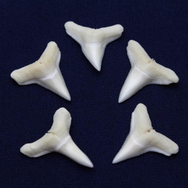 メジロザメ科 サメの歯 5個セット Requiem shark 約1.5〜2.0cm