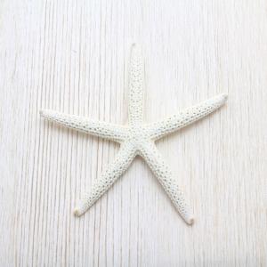 海花セール❣️ カラフル ミリオクラダス　シェル　巻貝　貝殻　0720-4 シルホペタルム ファッシネイション'コスモ ワン' Cirrhopetalum