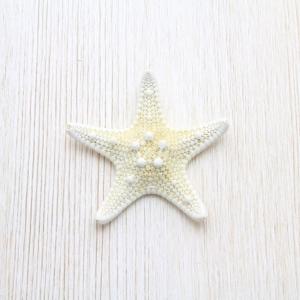 ホシダカラガイ 貝殻 約6〜9cm コレクション 標本 インテリア 天然