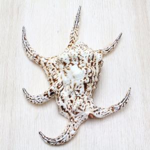 ★法螺貝 2点セット 約30cm ホラ貝 ホラガイ インテリア 置物 ホラ貝M（法螺貝） 貝殻 ホラガイ インテリア 約28〜30cm