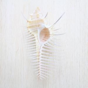ホネガイ（骨貝）Sサイズ 貝殻 約8〜9cm 標本 インテリア 天然
