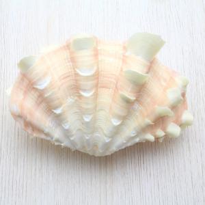 ホラ貝M(法螺貝) 貝殻 ホラガイ インテリア 約28〜30cm ホラ貝M(法螺貝) 貝殻 ホラガイ インテリア 約28〜30cm