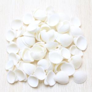 ホラ貝M（法螺貝） 貝殻 ホラガイ インテリア 約28〜30cm : 海洋工房