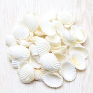 貝殻 ハナビラダカラ（タカラガイ）約50g 素材 工作 セット 天然