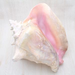 ピンクガイL（コンクガイ）貝殻　コンクシェル　インテリア　ウェディング