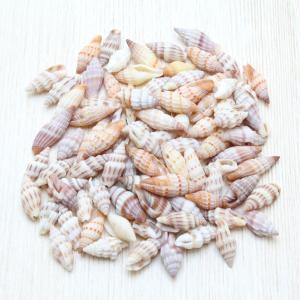 貝殻 ハナビラダカラ（タカラガイ）約50g 素材 工作 セット 天然