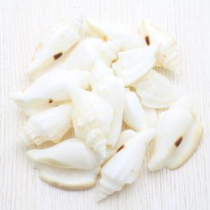 テンシノツバサガイ（天使の翼貝） 貝殻 約10〜12cm 1ペア インテリア