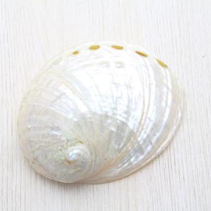 【希少】♠ホネガイ入り！天然貝殻 豪華詰め合わせ　魔除け　インテリア　標本 ホネガイ（骨貝）Mサイズ 貝殻 約10〜12cm 標本 インテリア 天然