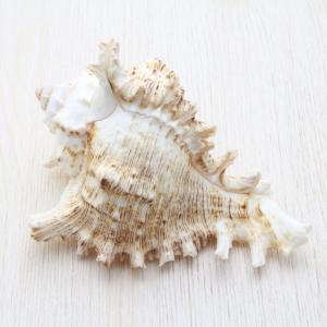 ホラ貝（法螺貝）Mサイズ 貝殻 約28〜30cm ホラガイ インテリア
