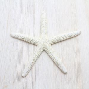ホネガイ（骨貝）Lサイズ 貝殻 約13〜15cm 標本 インテリア 天然