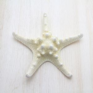 オウムガイ（磨）Mサイズ 貝殻 約10〜12cm インテリア 工芸品