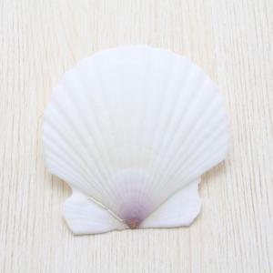 クジャクアワビ Lサイズ 貝殻 約14〜15cm インテリア 標本 ※修復箇所