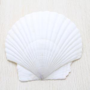 天然貝殻　ホシダカラ　タカラガイ　30個 ホシダカラガイ 貝殻 約6〜9cm コレクション 標本 インテリア 天然