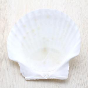 貝殻 ホタテガイ LLサイズ 約10〜12cm...の詳細画像1