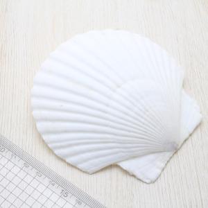 貝殻 ホタテガイ LLサイズ 約10〜12cm...の詳細画像2