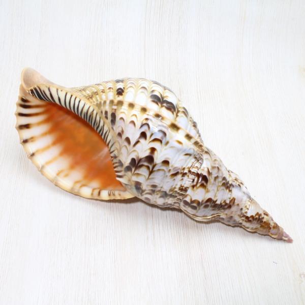 ホラ貝M（法螺貝）　貝殻　ホラガイ　インテリア 約28〜30ｃｍ