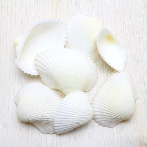 ★法螺貝 2点セット 約30cm ホラ貝 ホラガイ インテリア 置物 ☆法螺貝 2点セット 約30cm ホラ貝 ホラガイ インテリア 置物 ホラ貝M